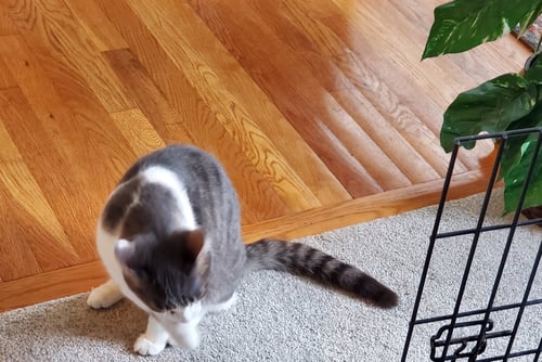 COMANCHE - Tabby / Domestic Short Hair available for adoption