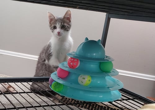 COMANCHE - Tabby / Domestic Short Hair available for adoption