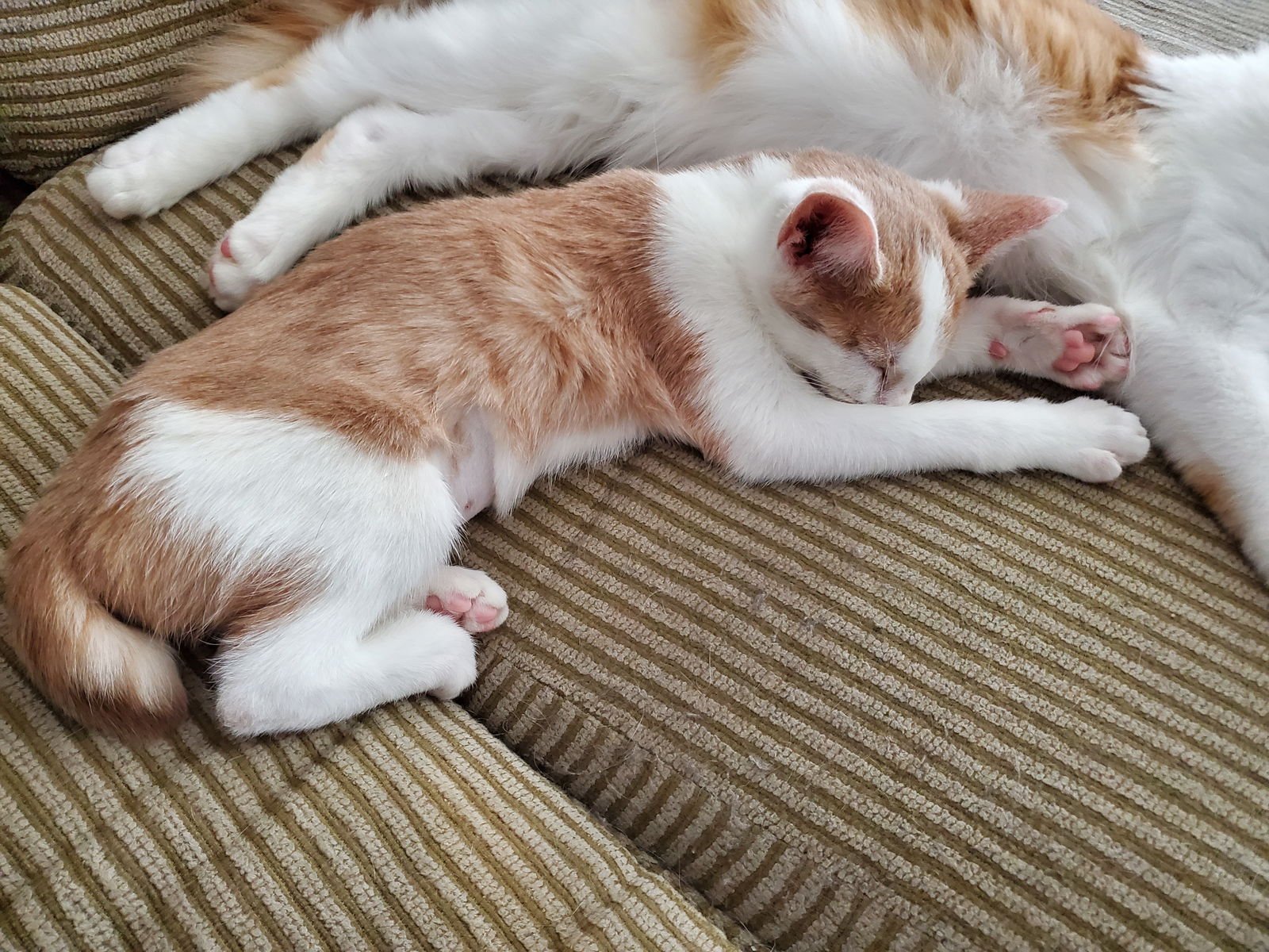 MARVELOUS - Bobtail / Domestic Short Hair available for adoption