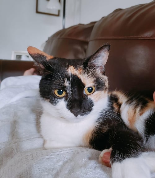 ZZ "YUKI" COURTESY LISTING - Calico available for adoption