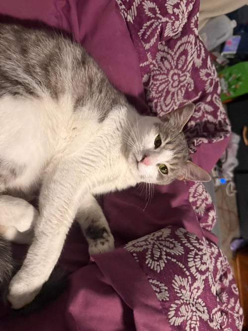 ZZ "STITCH" COURTESY LISTING - Domestic Short Hair available for adoption