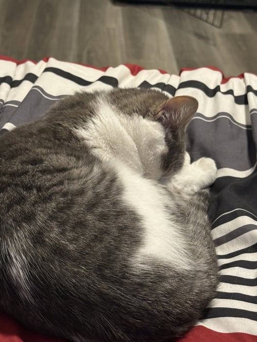 ZZ "STITCH" COURTESY LISTING - Domestic Short Hair available for adoption