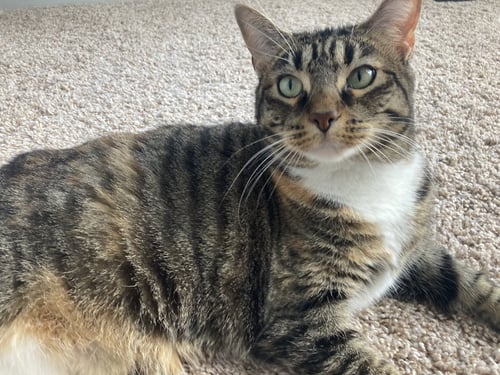 ZZ "MITZIE" COURTESY LISTING - Tabby available for adoption