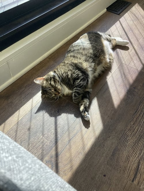 ZZ "MITZIE" COURTESY LISTING - Tabby available for adoption