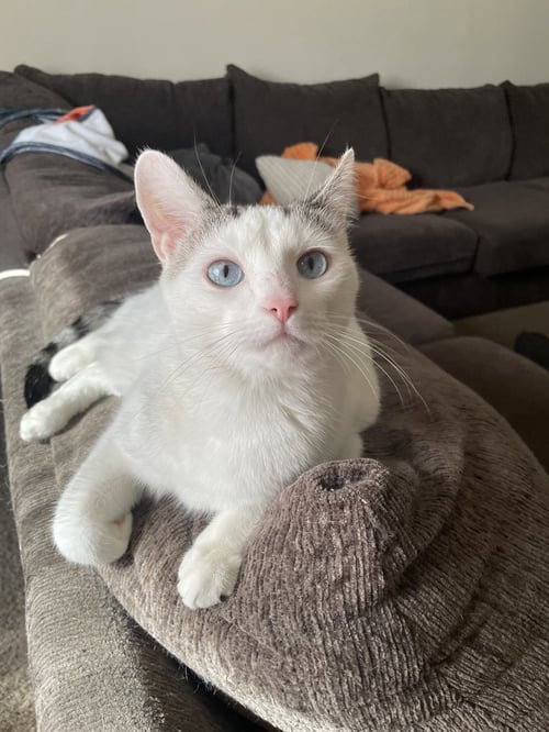 ZZ "BABY GIRL" COURTESY LISTING - Domestic Short Hair available for adoption