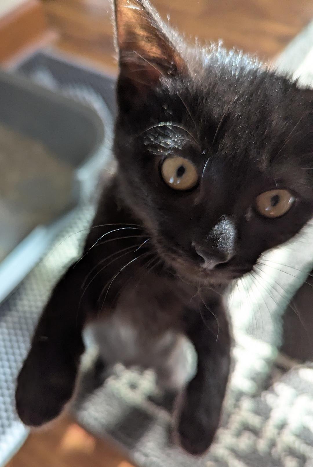 RIZZ - American Shorthair / Domestic Short Hair available for adoption