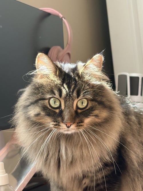 ZZ "MARS" COURTESY LISTING - Tabby / Maine Coon available for adoption