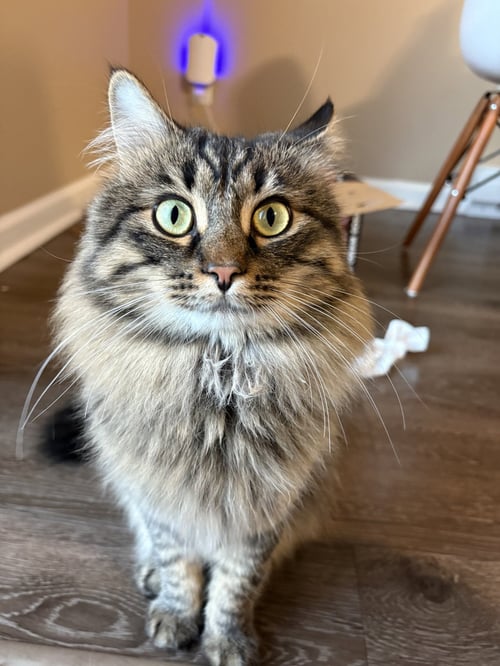 ZZ "MARS" COURTESY LISTING - Tabby / Maine Coon available for adoption