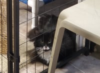 Oreo - Photo 1