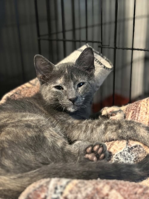 DUSK - Dilute Tortoiseshell / Domestic Short Hair available for adoption
