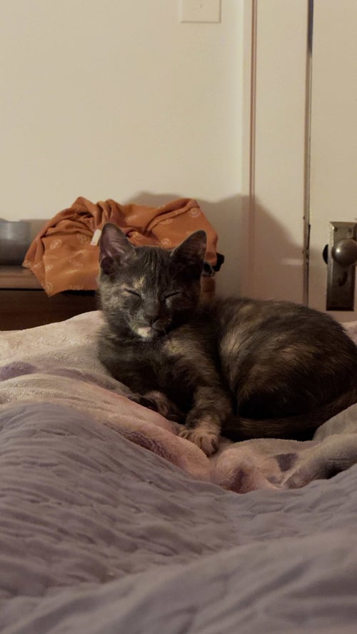 DUSK - Dilute Tortoiseshell / Domestic Short Hair available for adoption