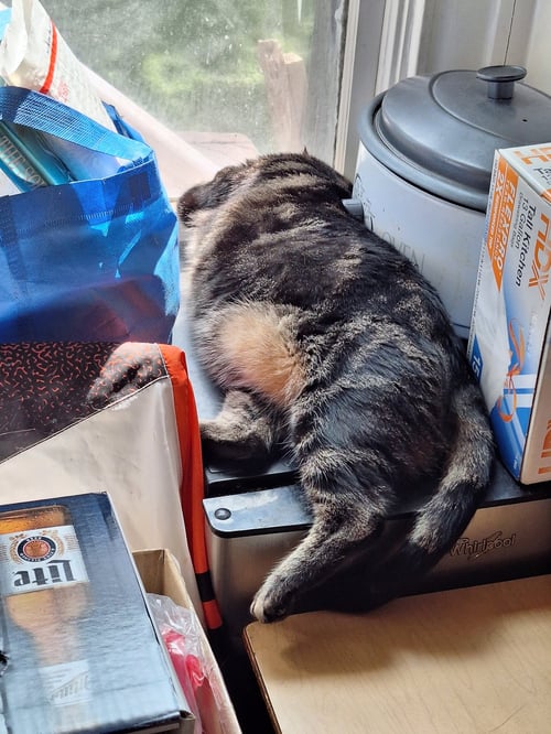 ZZ "ITSY BITSY" COURTESY LISTING - Tabby available for adoption