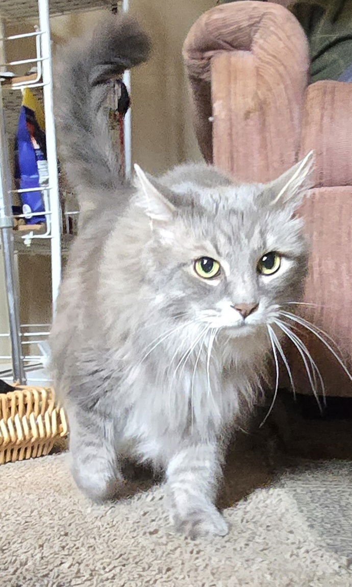 ZZ "SMOKEY" COURTESY LISTING - Domestic Long Hair / Tabby available for adoption