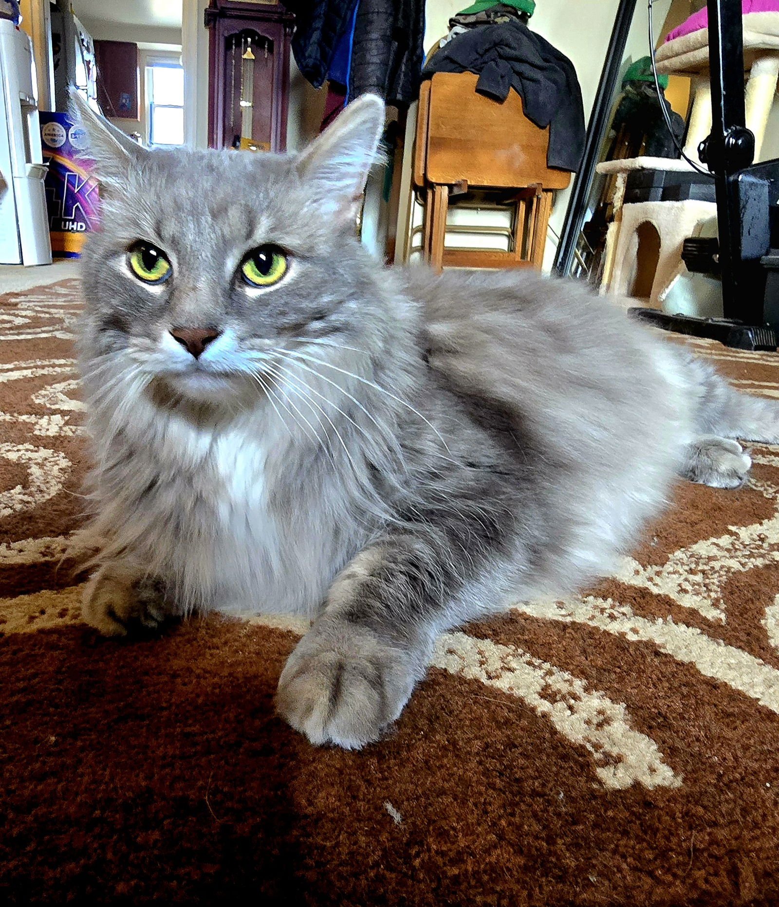 ZZ "SMOKEY" COURTESY LISTING - Domestic Long Hair / Tabby available for adoption