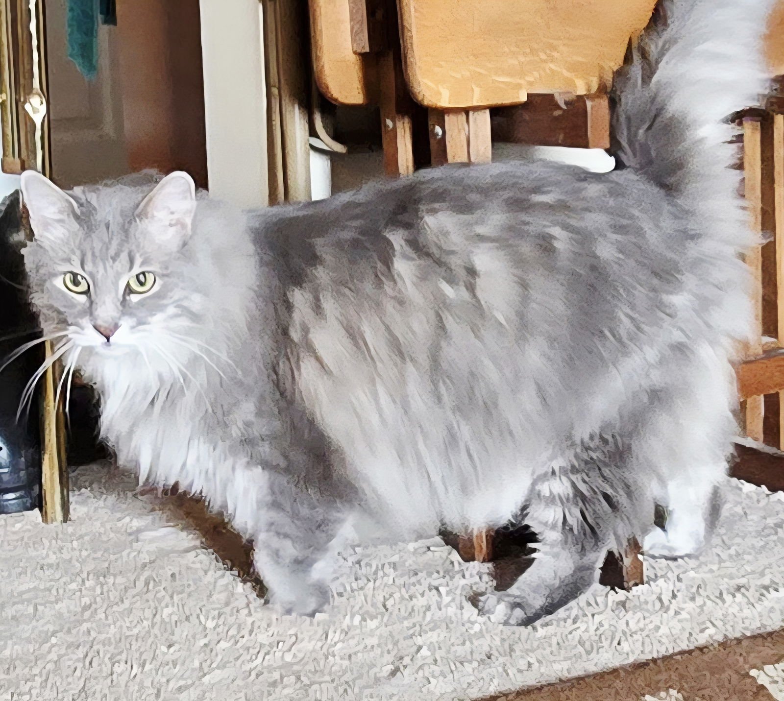 zz "Smokey" courtesy listing - Photo 3