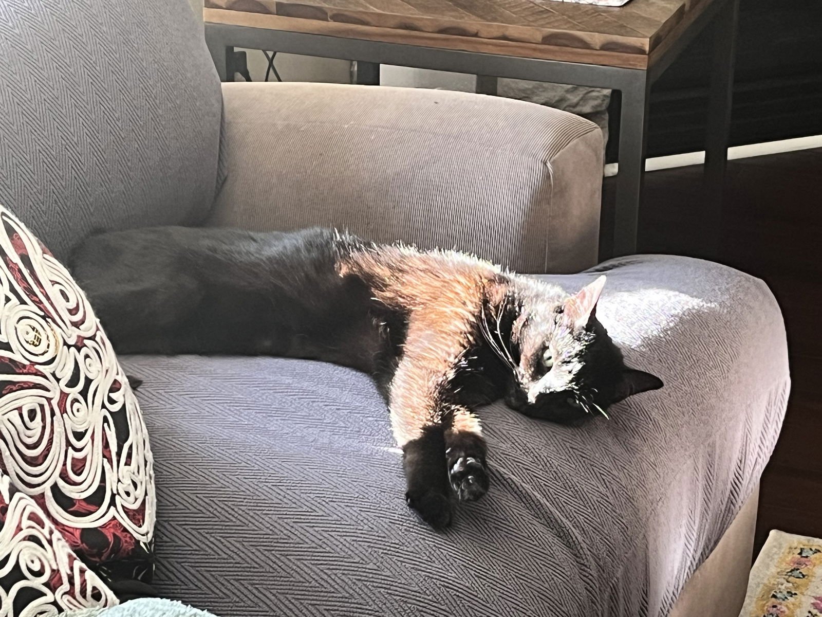 ZZ "ZAZU" COURTESY LISTING - Domestic Short Hair available for adoption