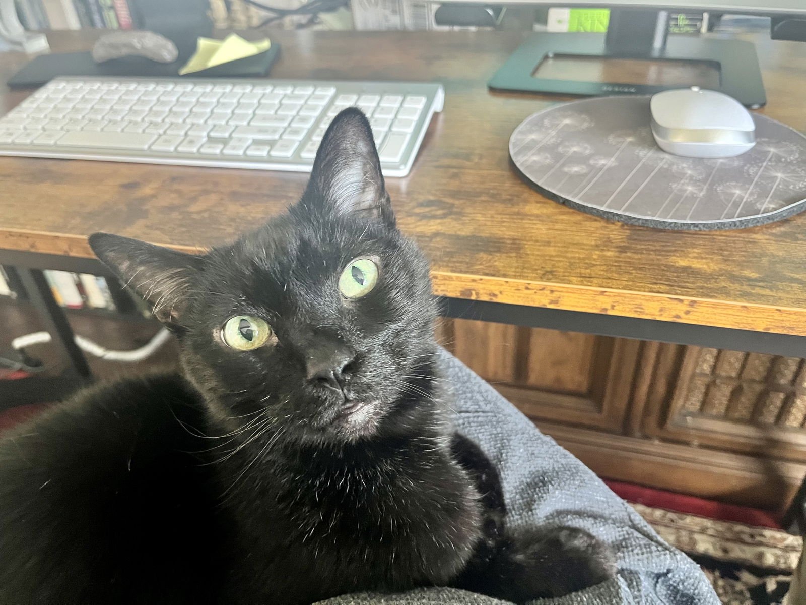 ZZ "ZAZU" COURTESY LISTING - Domestic Short Hair available for adoption