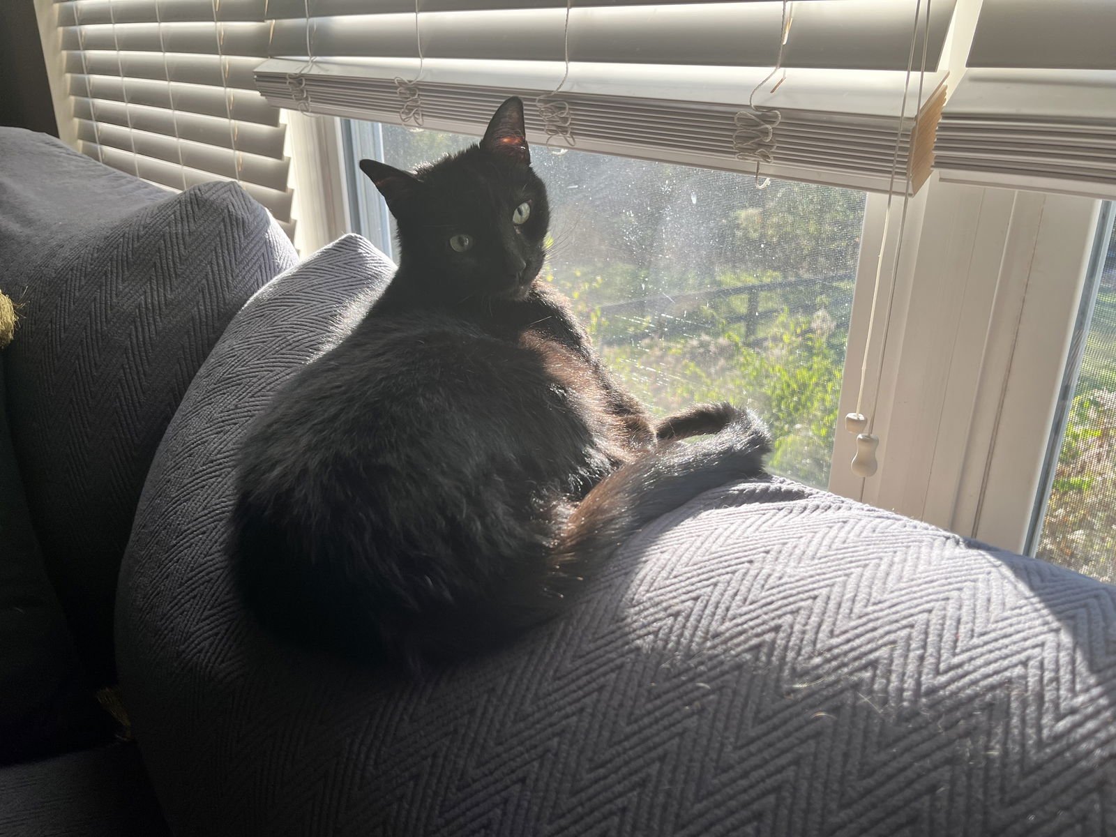 zz "Zazu" courtesy listing - Photo 3