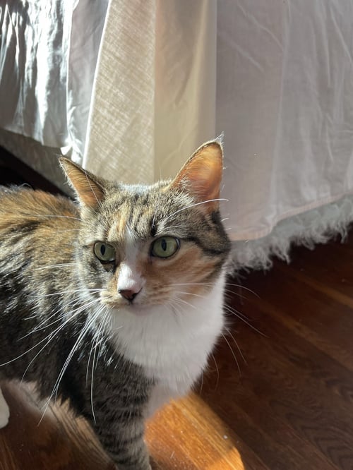 ZZ "GINGER" COURTESY LISTING - Calico / Tabby available for adoption