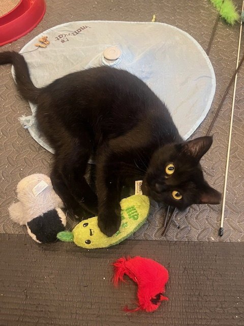 ANNE BONNY "COURTESY POST" - Domestic Short Hair available for adoption