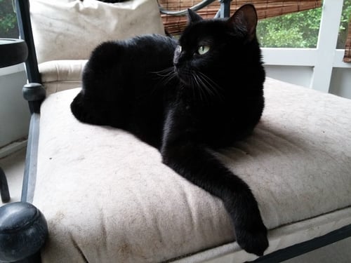 JACKSON, SAMUEL L - Domestic Short Hair available for adoption