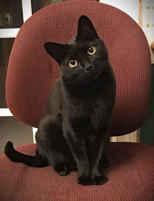 JACKSON, SAMUEL L - Domestic Short Hair available for adoption