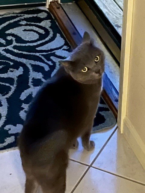 ZZ "WINNIE" COURTESY LISTING - Domestic Short Hair / Russian Blue for adoption in Covington