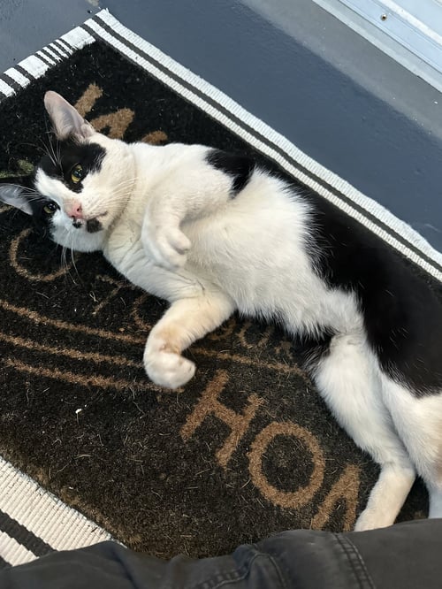 ZZ "COSMO" COURTESY LISTING - Domestic Short Hair available for adoption