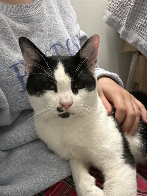 ZZ "COSMO" COURTESY LISTING - Domestic Short Hair available for adoption