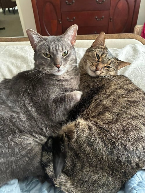 ZZ "CHLOE AND CLARA" COURTESY LISTING - Tabby available for adoption