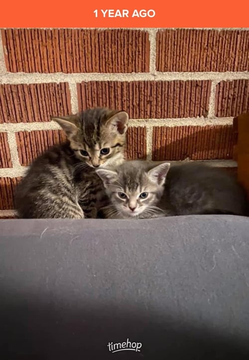 ZZ "CHLOE AND CLARA" COURTESY LISTING - Tabby available for adoption
