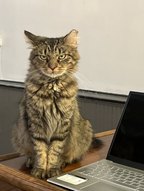ZZ "PRECIOUS" COURTESY LISTING - Tabby available for adoption