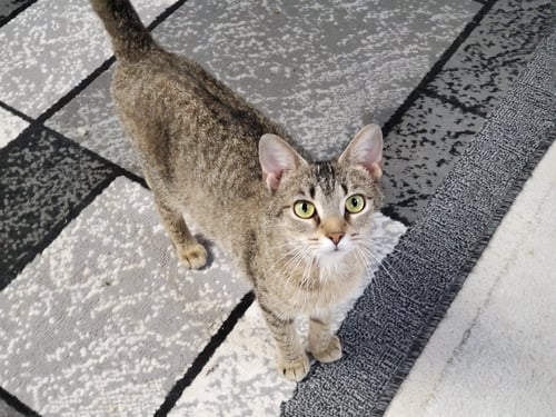 HALEY - Domestic Short Hair / Tabby available for adoption