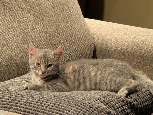 ARGENTINA - Domestic Short Hair available for adoption