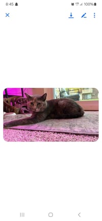 zz "Jenna's Tortie" courtesy listing - Photo 2