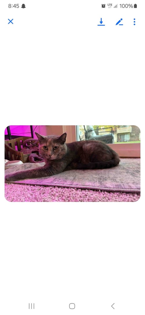 ZZ "JENNA'S TORTIE" COURTESY LISTING - Dilute Tortoiseshell available for adoption
