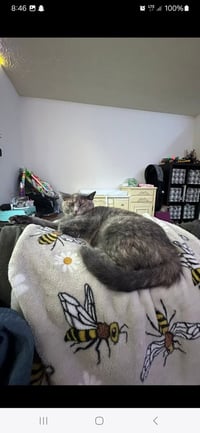 zz "Jenna's Tortie" courtesy listing - Photo 3