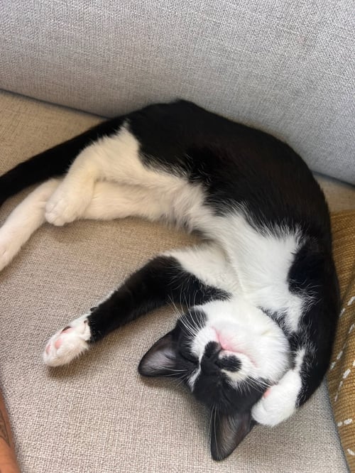 ZZ "OLIVE & MILO" COURTESY LISTING - Domestic Short Hair available for adoption
