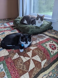 zz "Olive & Milo" courtesy listing - Photo 3