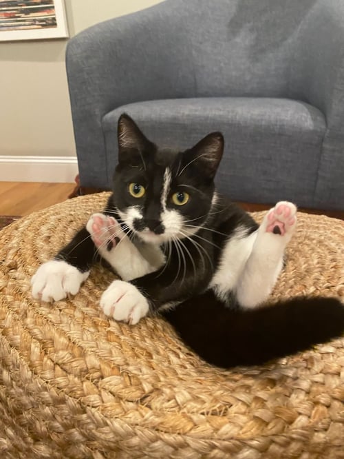 ZZ "OLIVE & MILO" COURTESY LISTING - Domestic Short Hair available for adoption