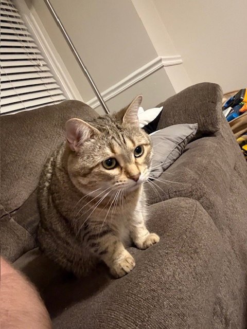 ZZ "CLEO" COURTESY LISTING - Tabby available for adoption