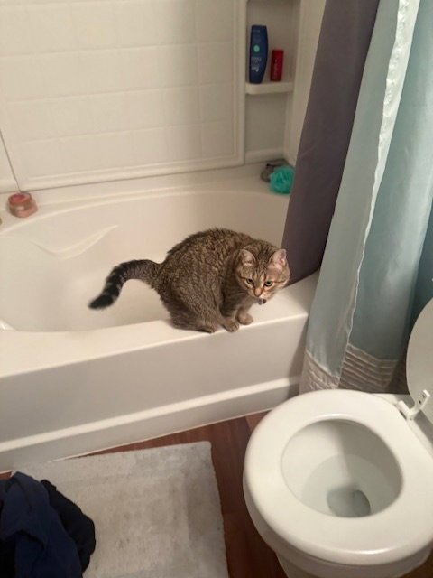 ZZ "CLEO" COURTESY LISTING - Tabby available for adoption