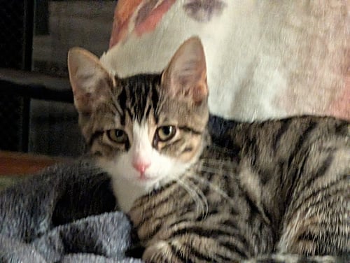 BETSY - Domestic Short Hair available for adoption