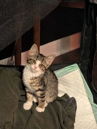 Betsy - Photo 3