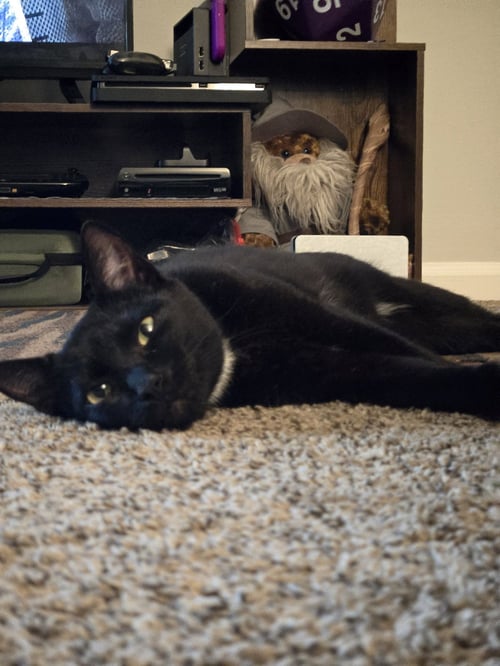 ZZ "SOCKS" COURTESY LISTING - Domestic Short Hair for adoption in Cincinnati