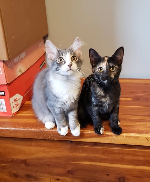 HARMONY II - Domestic Short Hair available for adoption