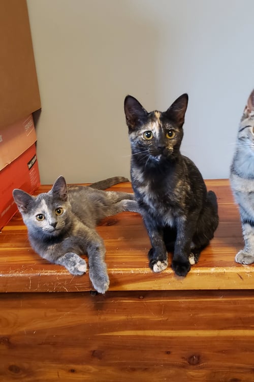HARMONY II - Domestic Short Hair available for adoption