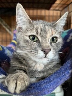 STERLING - Torbie available for adoption