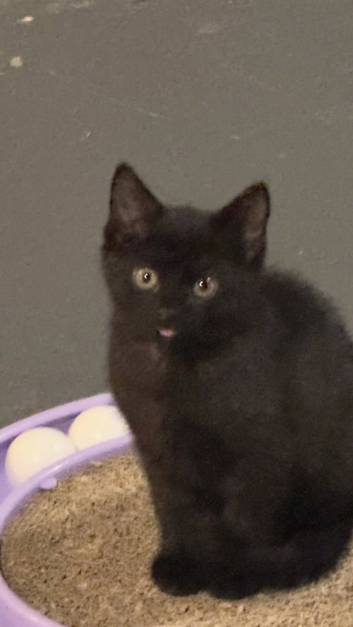 NIGHT - Domestic Short Hair available for adoption