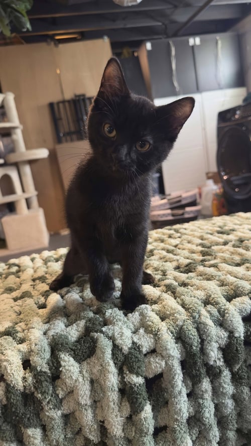 NIGHT - Domestic Short Hair available for adoption